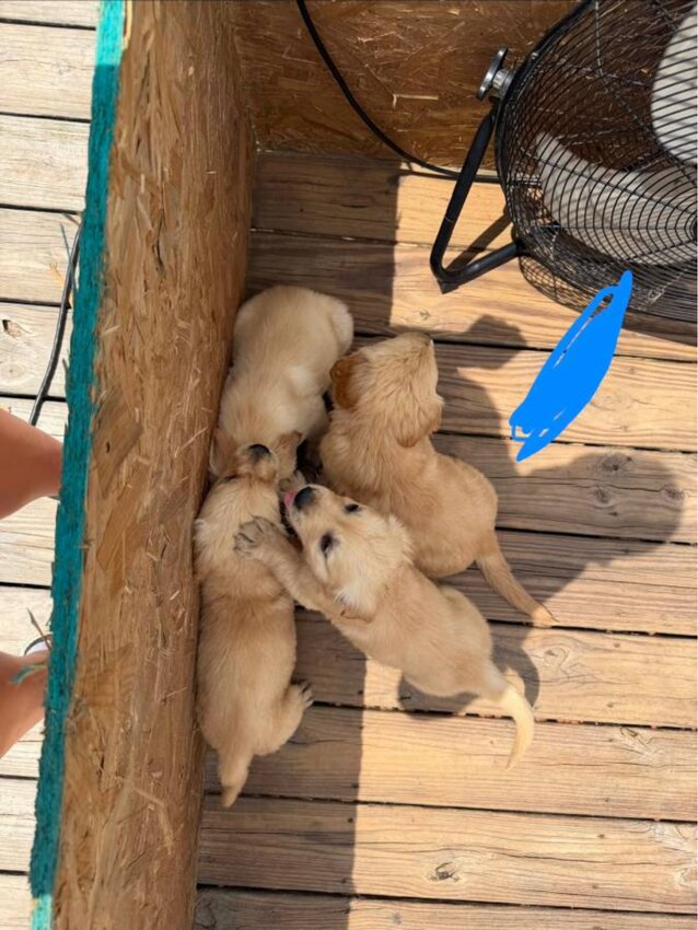 Golden Retriever, Male