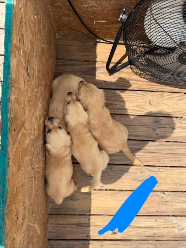 Golden Retriever, Male