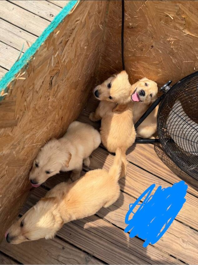 Golden Retriever, Male