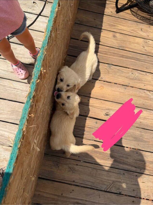Golden Retriever, Male