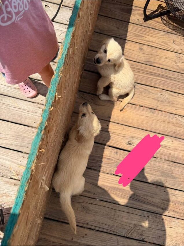 Golden Retriever, Male