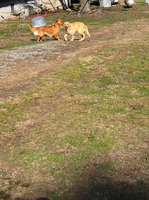 Golden Retriever, Male