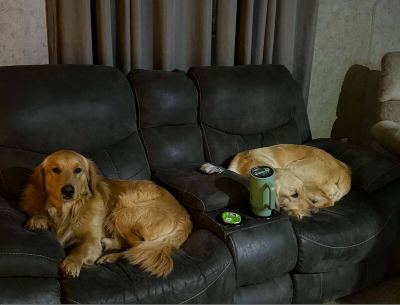Golden Retriever, Male