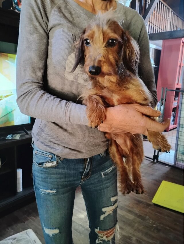 Dachshund, Male