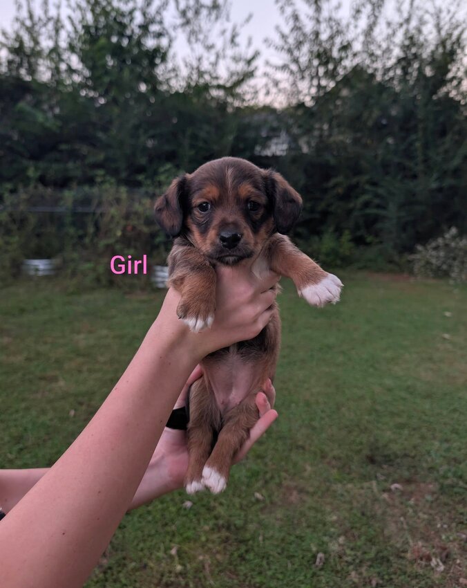 Beagle, Female