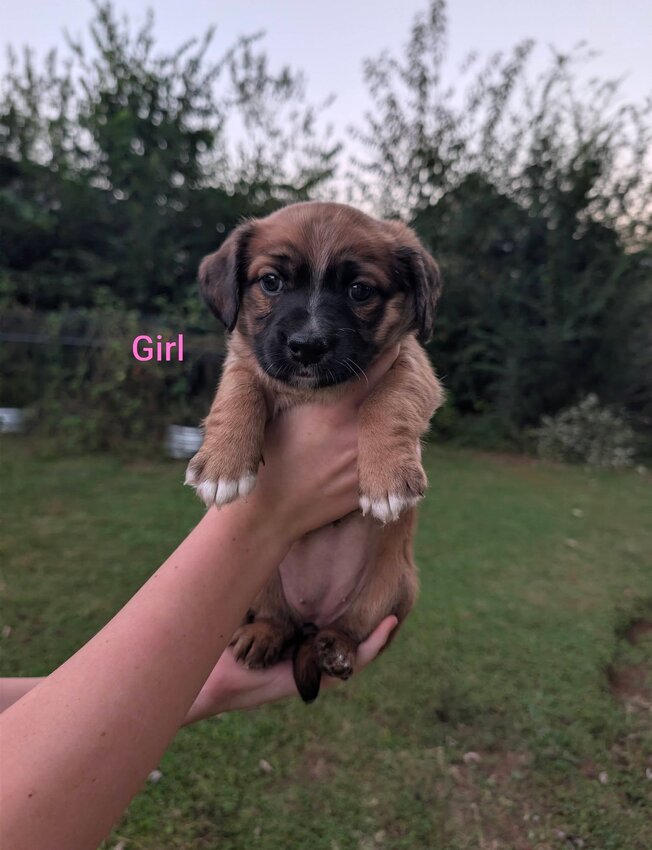Beagle, Female