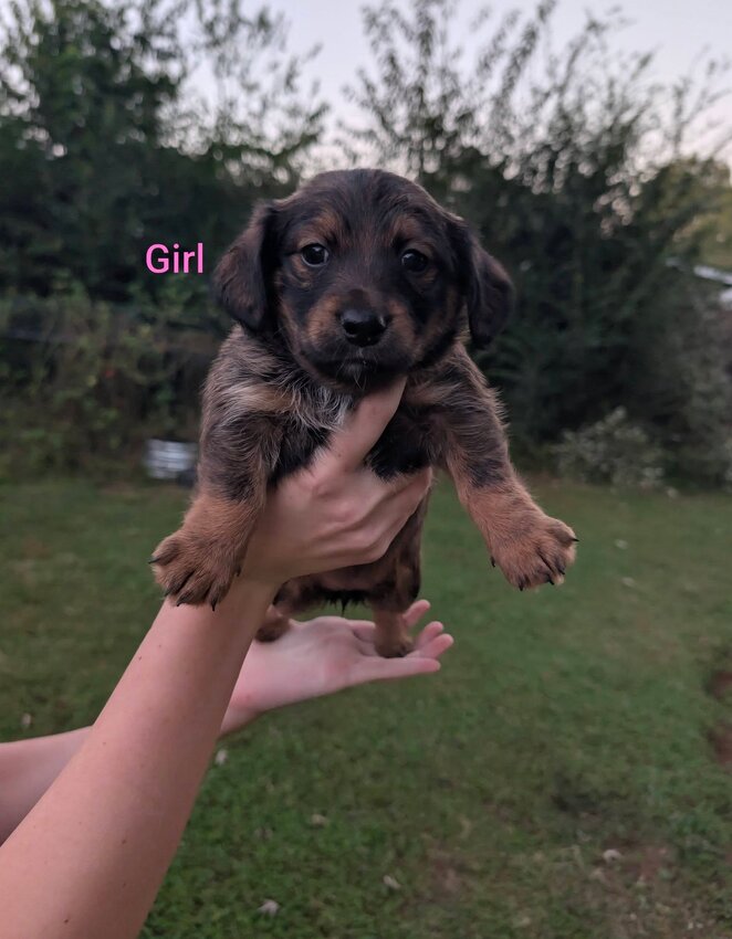 Beagle, Female