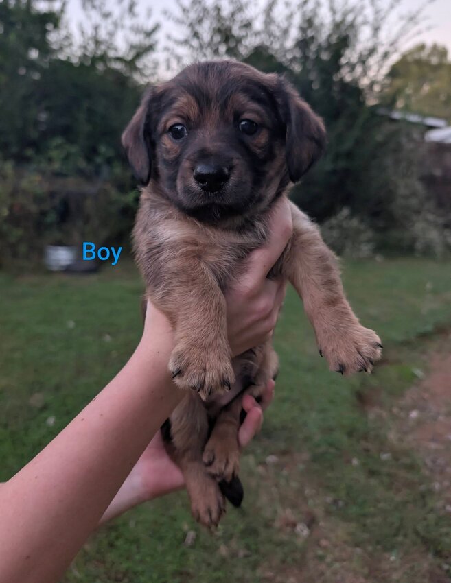 Beagle, Female