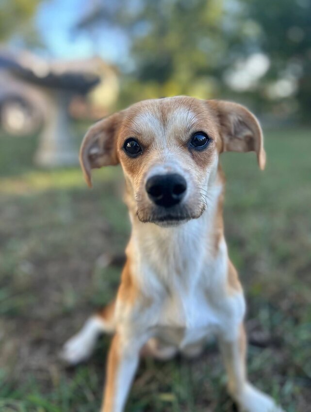 Beagle, Female