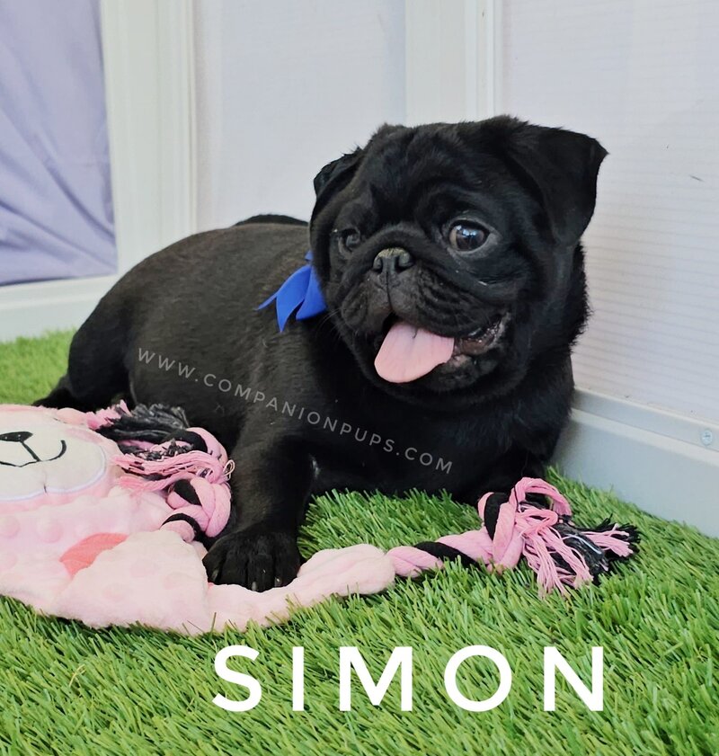 Pug, Male