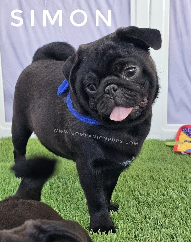 Pug, Male