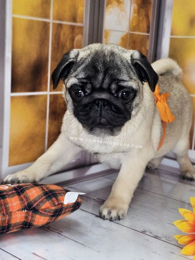Pug, Female