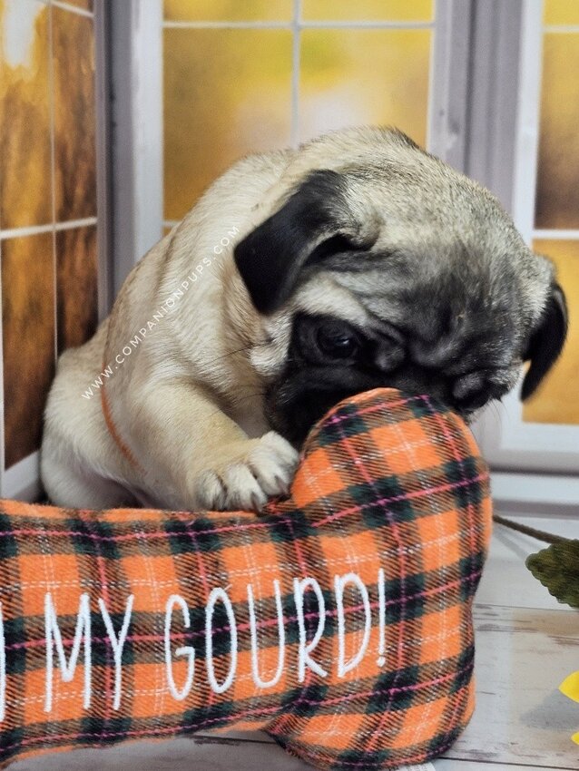 Pug, Female