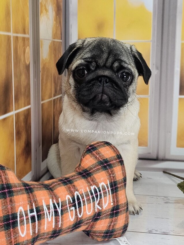 Pug, Female
