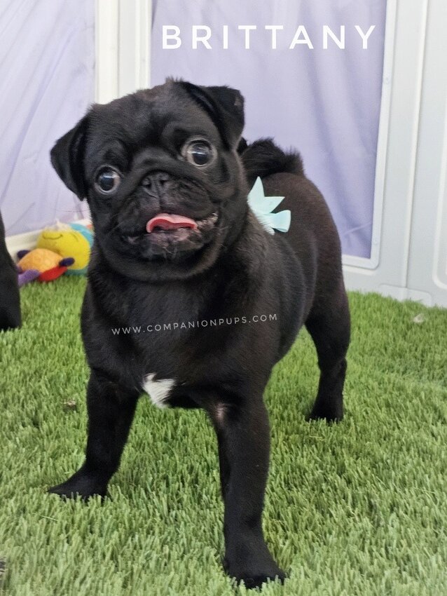 Pug, Female