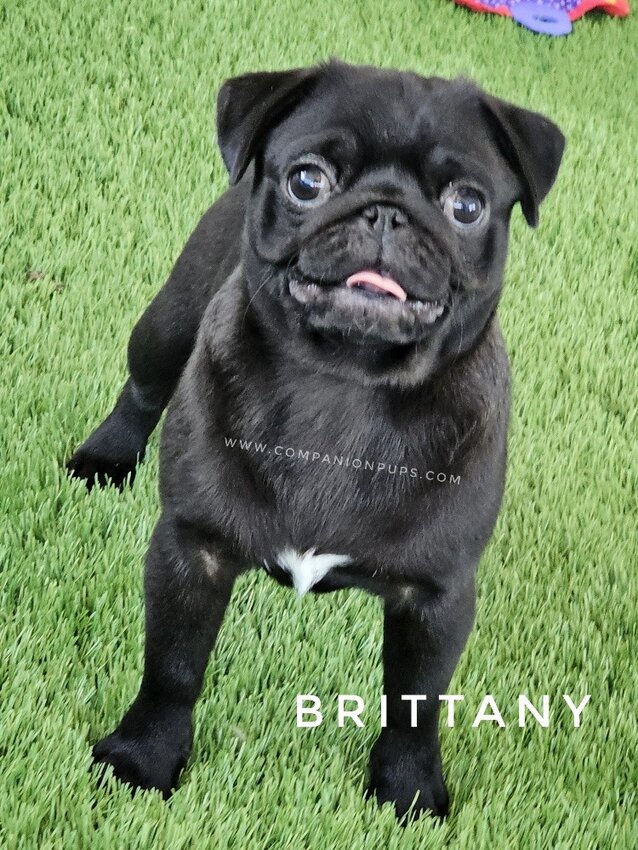 Pug, Female