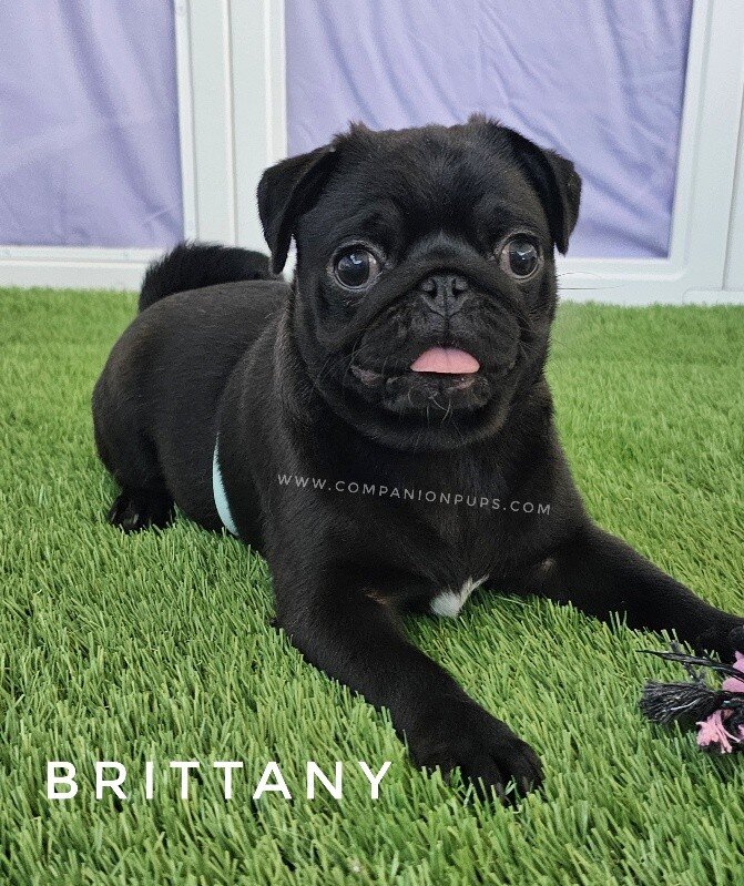 Pug, Female