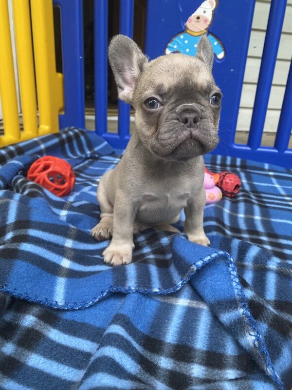 French Bulldog, Male
