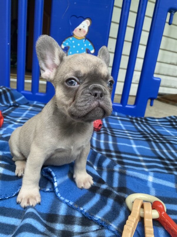 French Bulldog, Male