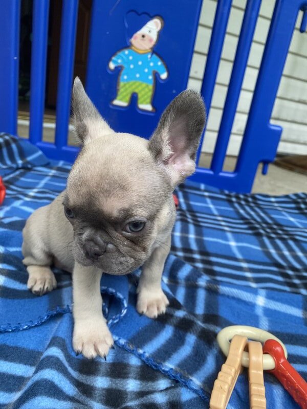 French Bulldog, Male