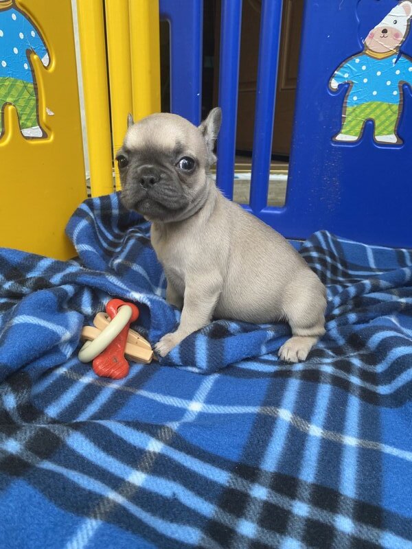 French Bulldog, Female