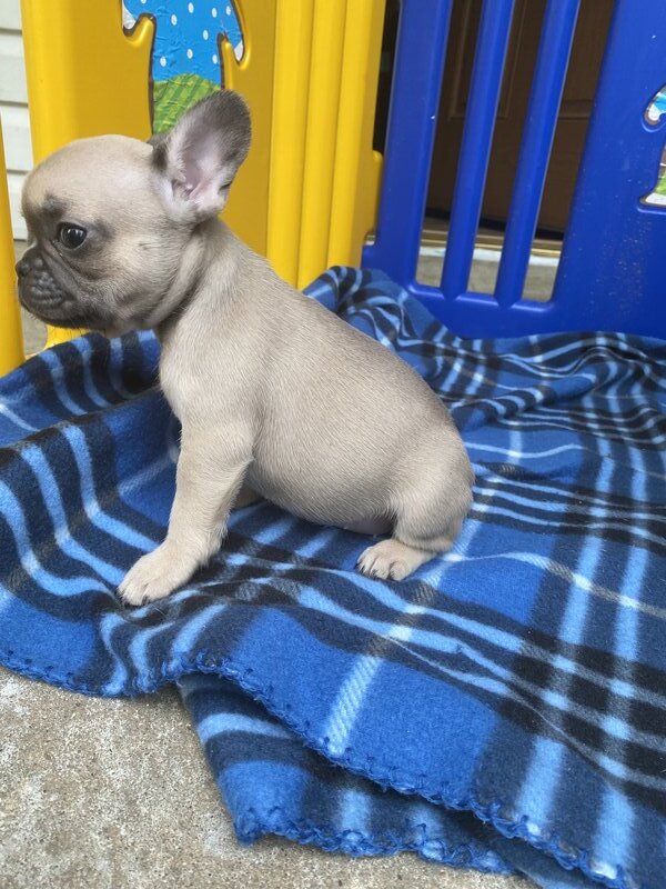 French Bulldog, Female