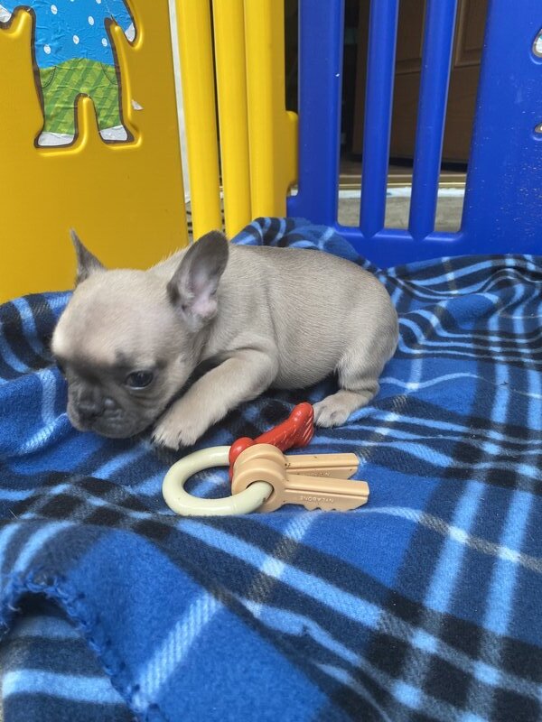 French Bulldog, Female