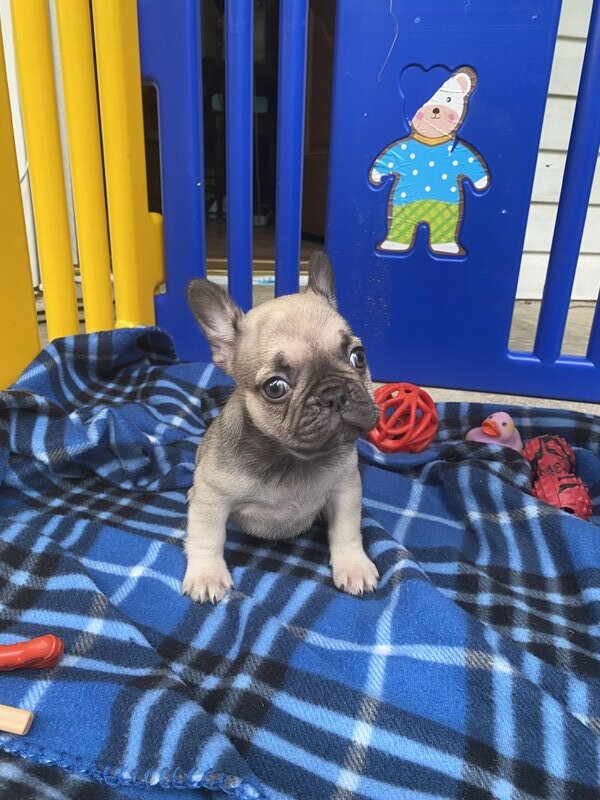 French Bulldog, Female