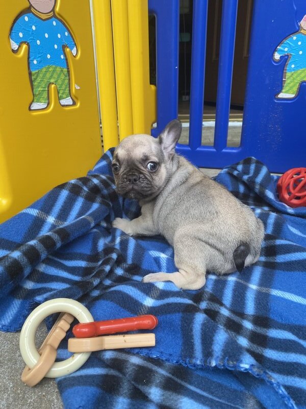 French Bulldog, Female