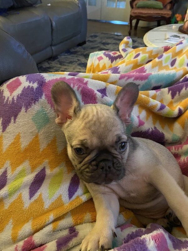 French Bulldog, Female