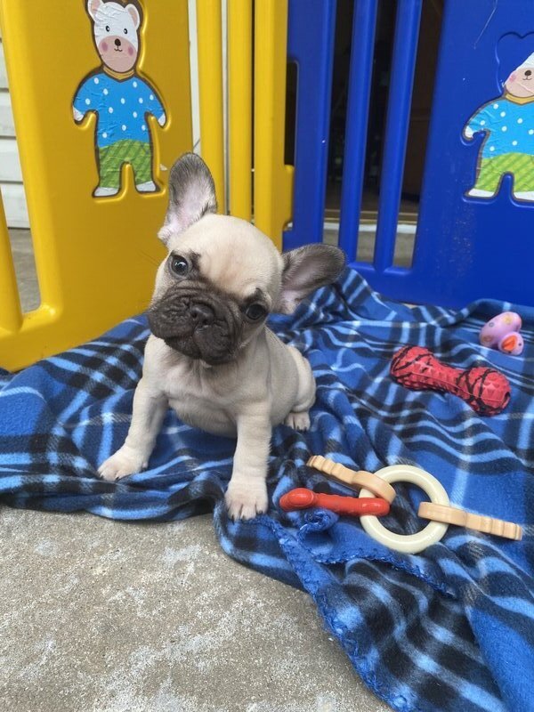 French Bulldog, Male