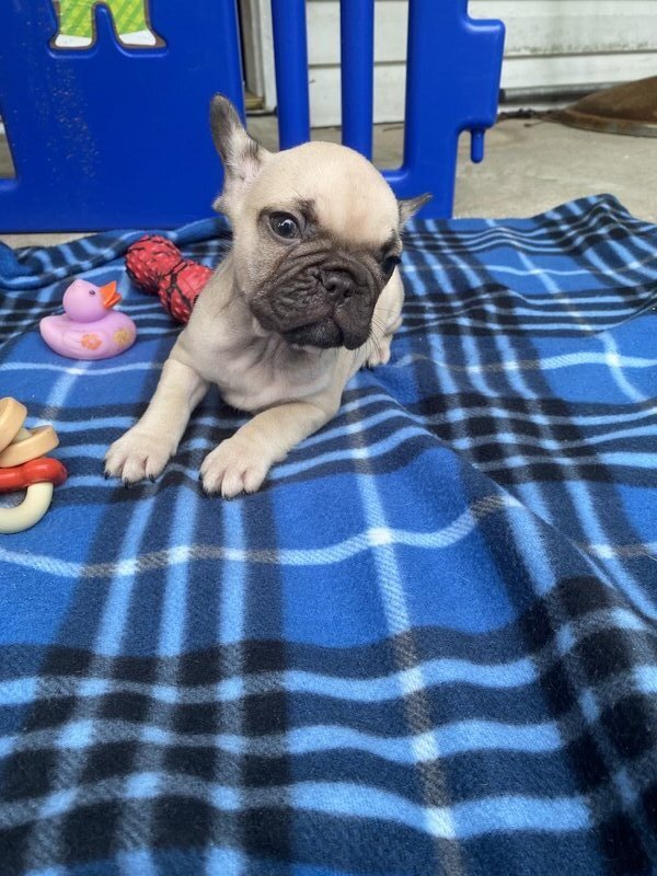 French Bulldog, Male