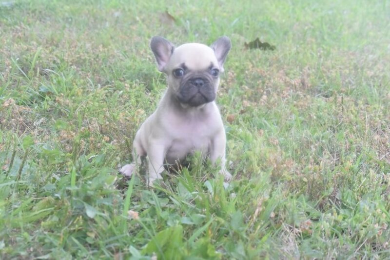 French Bulldog, Male