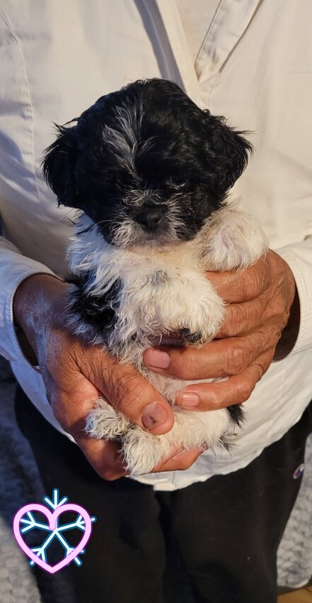 Shih Tzu, Male