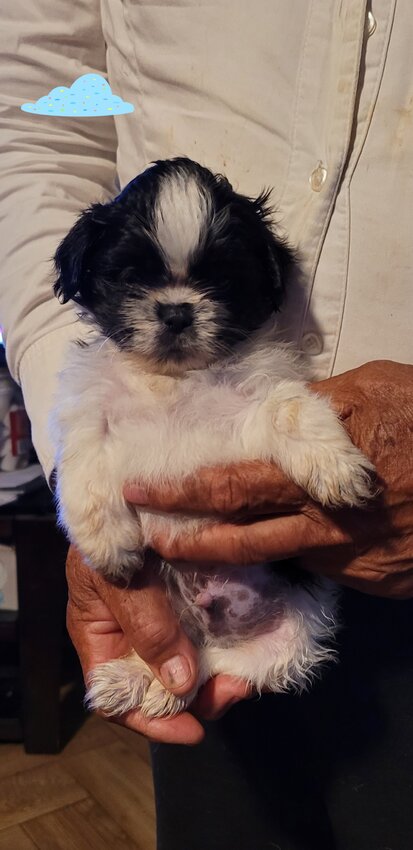 Shih Tzu, Male
