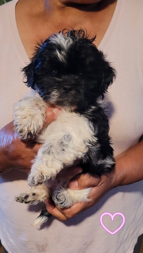 Shih Tzu, Male