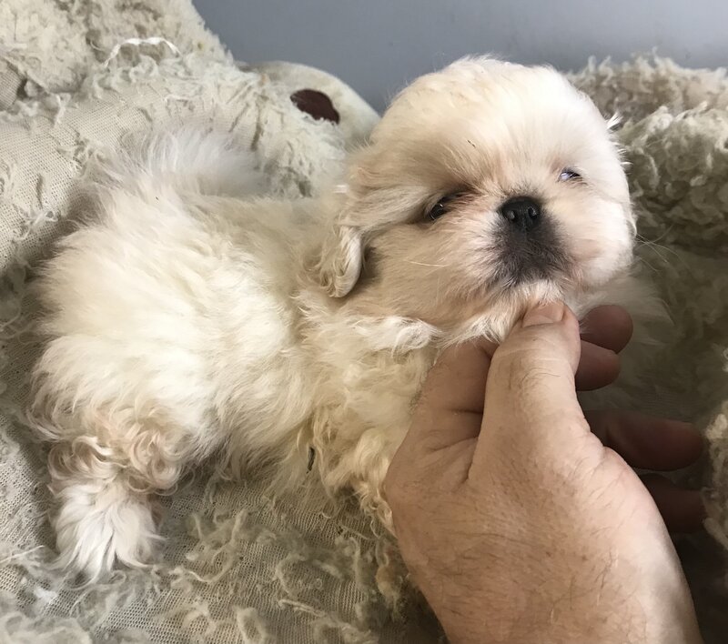 Pekingese, Female