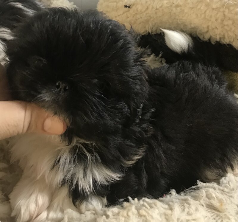 Pekingese, Male