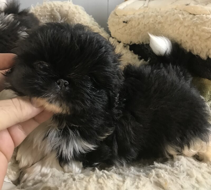 Pekingese, Male