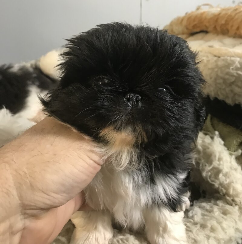 Pekingese, Male