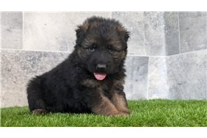 German Shepherd, Male
