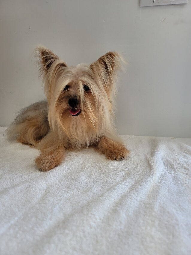 Yorkshire Terrier, Female