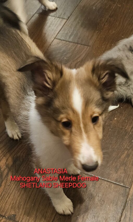 Shetland Sheepdog, Female