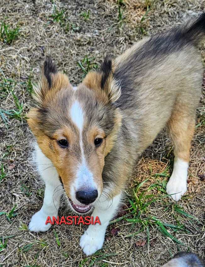 Shetland Sheepdog, Female