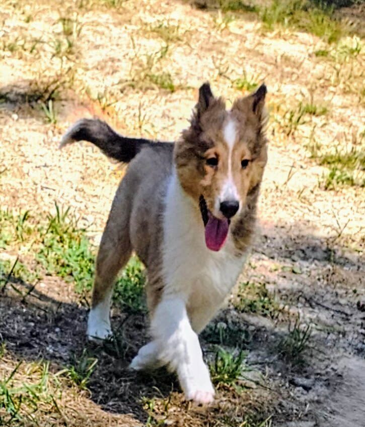 Shetland Sheepdog, Female