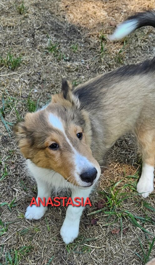 Shetland Sheepdog, Female