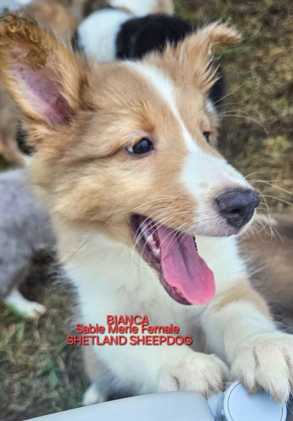 Shetland Sheepdog, Female