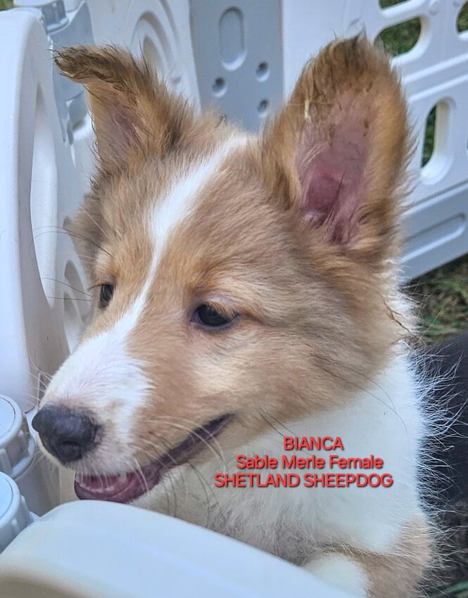 Shetland Sheepdog, Female