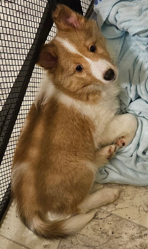 Shetland Sheepdog, Female