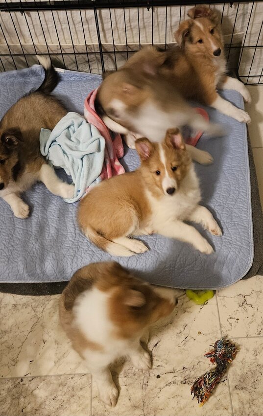 Shetland Sheepdog, Female